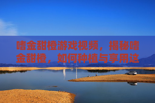 嗜金甜橙游戏视频，揭秘嗜金甜橙，如何种植与享用这一珍稀美味