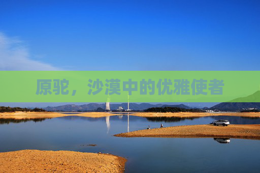 原驼,沙漠中的优雅使者 原驼,沙漠中的优雅使者